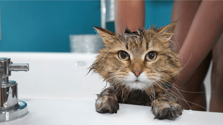 How to put my cat into the water?