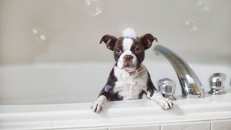 How to Bathe Your Dog at Home | The Ultimate Guide