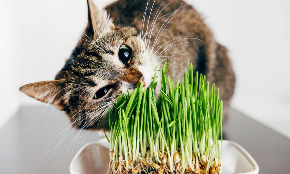 4 Solutions To Prevent Your Cat From Eating Plants Pet Shey