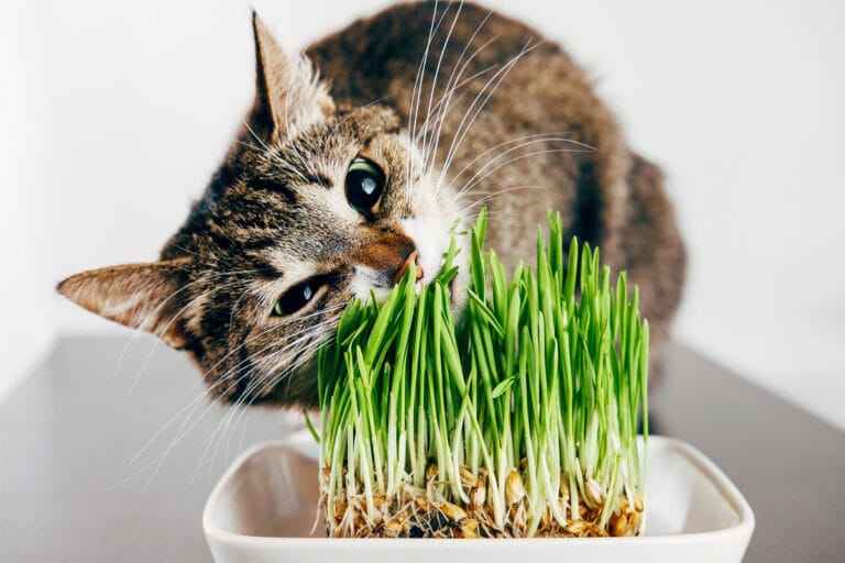 4 Solutions To Prevent Your Cat From Eating Plants