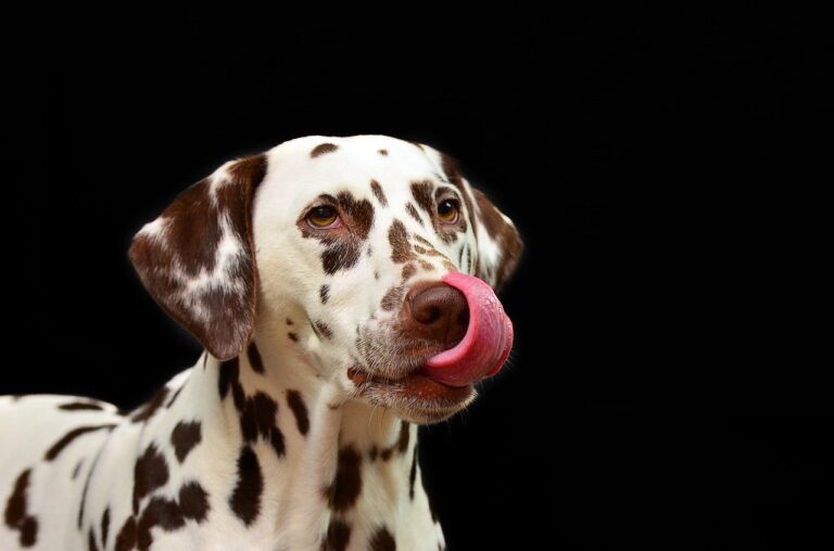 5 reasons why dogs lick their owners Pet Shey