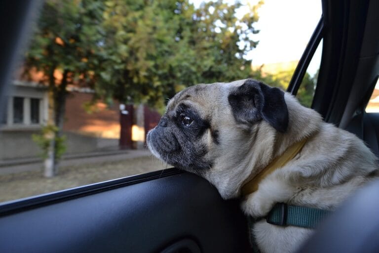 4 Tips For Organizing a Perfect Road Trip With Your Dog