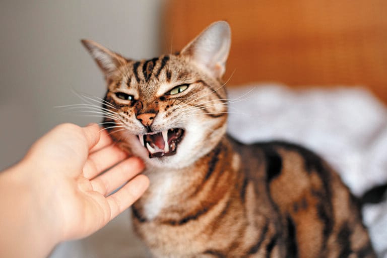 How to Control an aggressive cat