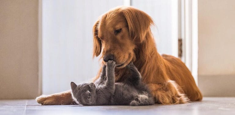 6 differences between cats and dogs